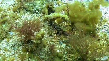 Uzun burunlu Deniz atı Hipokampüsü alglerin arasında Karadeniz 'de yiyecek arayan hipokampüs.