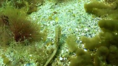 Uzun burunlu Deniz atı Hipokampüsü alglerin arasında Karadeniz 'de yiyecek arayan hipokampüs.