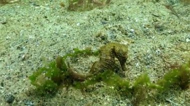 Uzun burunlu Deniz atı Hipokampüsü alglerin arasında Karadeniz 'de yiyecek arayan hipokampüs.