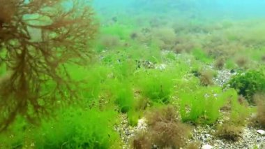 Karadeniz 'de deniz yatağı sakin havada, yeşil algler Enteromorpha ve kırmızı seramium kumların üzerinde yetişir.