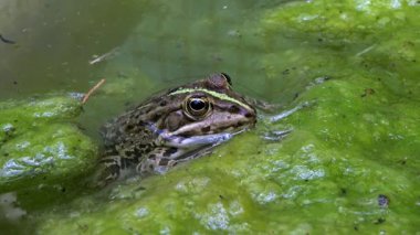 Bataklık kurbağası Pelophylax ridibundus Ukrayna 'daki tatlı su gölündeki lifli yosunlar arasında