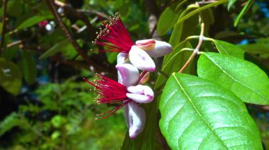 Feijoa sellowiana (ya da ananas guava), Beyaz Çiçeklerle Süs Bitkisi ve Bahçedeki Kırmızı Stamens Koleksiyonu