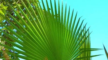 Bahçedeki güneşte yeşil palmiye yaprağı