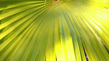 Bahçedeki güneşte yeşil palmiye yaprağı