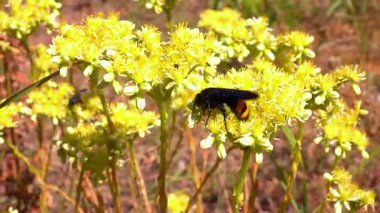 Scolia Hiro, orta büyüklükteki yaban arısı bahçedeki çiçeklere nektar topluyor.