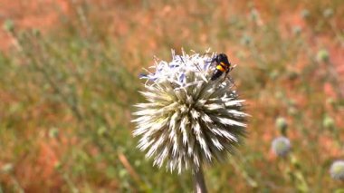 Scolia Hiro, orta büyüklükteki yaban arısı bahçedeki çiçeklere nektar topluyor.