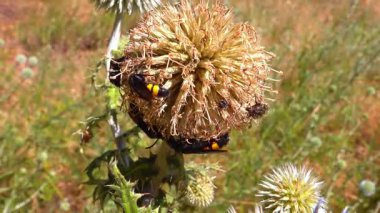 Scolia Hiro, orta büyüklükteki yaban arısı bahçedeki çiçeklere nektar topluyor.