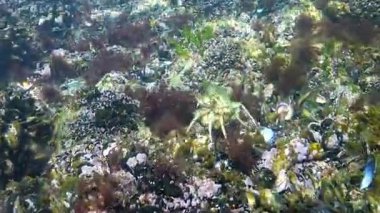 Karadeniz, Yeşil Yengeç Carcinus aestuarii, erkek dişiyle çiftleşir ve bacaklarıyla onu tutar.