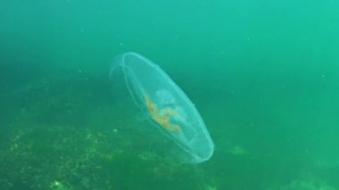 Ay denizanası Aurelia aurita denizanası Karadeniz kıyısındaki su kolunda yüzer.
