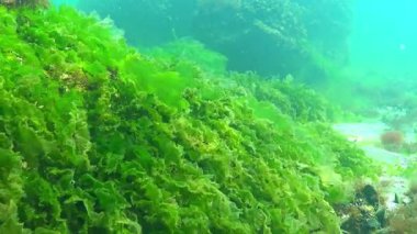 Karadeniz yosunları, yeşil algler Ulva Enteromorpha büyür ve kıyıya yakın kayalarda salınır.