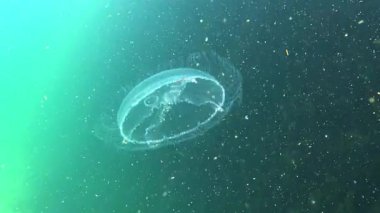 Ay denizanası Aurelia aurita denizanası Karadeniz kıyısındaki su kolunda yüzer.