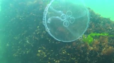 Ay denizanası Aurelia aurita denizanası Karadeniz kıyısındaki su kolunda yüzer.