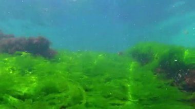 Karadeniz yosunları, yeşil algler Ulva Enteromorpha büyür ve kıyıya yakın kayalarda salınır.