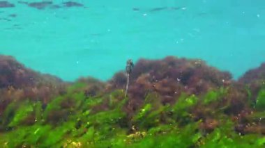 Uzun burunlu deniz atı Hipokampus hipokampüsü yüzüyor.