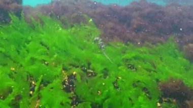 Uzun burunlu deniz atı Hipokampus hipokampüsü yüzüyor.