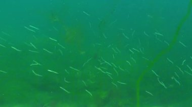 Akdeniz yılanbalığı Gymnammodytes cicerelus, deniz tabanının üzerinde büyük bir balık sürüsü.