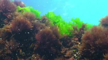 Karadeniz 'in Macroalgae' si, kırmızı ve yeşil alg seramium, Enteromorpha, Ulva kıyıya yakın kayalarda yetişir.