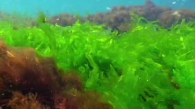Karadeniz yosunları, yeşil algler Ulva Enteromorpha büyür ve kıyıya yakın kayalarda salınır.