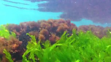 Karadeniz 'in Macroalgae' si, kırmızı ve yeşil alg seramium, Enteromorpha, Ulva kıyıya yakın kayalarda yetişir.