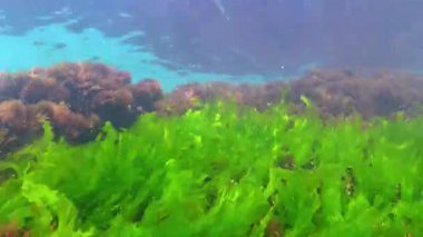 Karadeniz yosunları, yeşil algler Ulva Enteromorpha büyür ve kıyıya yakın kayalarda salınır.