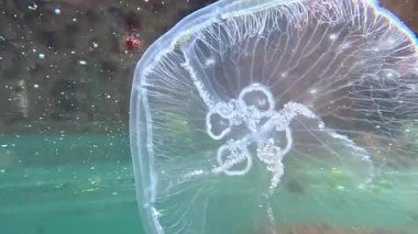 Ay denizanası Aurelia aurita denizanası kıyıya yakın sütunlarda yüzer.