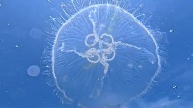 Ay denizanası Aurelia aurita denizanası kıyıya yakın sütunlarda yüzer.