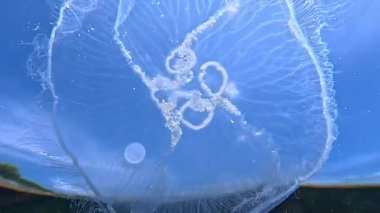 Ay denizanası Aurelia aurita denizanası kıyıya yakın sütunlarda yüzer.