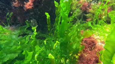 Kıyıya yakın kayalıklarda yetişen kırmızı ve yeşil alglerin sualtı görüntüsü suyu oksijenle doldurur.