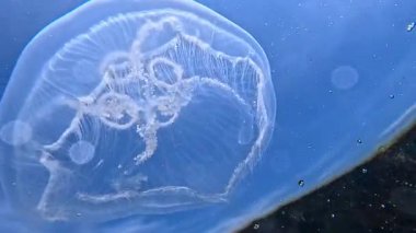 Ay denizanası Aurelia aurita denizanası kıyıya yakın sütunlarda yüzer.
