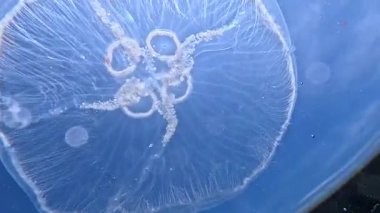 Ay denizanası Aurelia aurita denizanası kıyıya yakın sütunlarda yüzer.