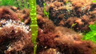 Kıyıya yakın kayalıklarda yetişen ve suyu oksijenle dolduran kırmızı ve yeşil alglerin sualtı görüntüsü, Karadeniz