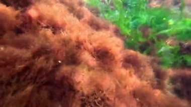 Makro algler, Karadeniz 'deki kayalıklardaki kırmızı alg seramium rubrum sualtı manzarası.