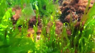 Kıyıya yakın kayalıklarda yetişen ve suyu oksijenle dolduran kırmızı ve yeşil alglerin sualtı görüntüsü, Karadeniz