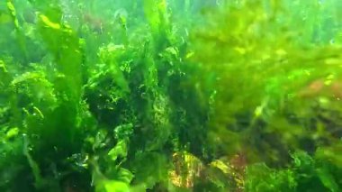 Karadeniz 'in Macroalgal florası, dipte yeşil alg Enteromorpha (Ulva) bağırsağı yetişir.