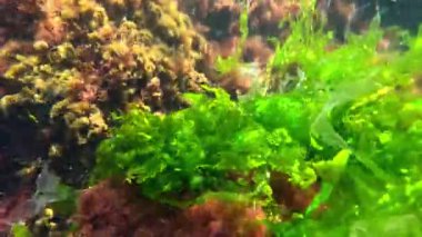 Kıyıya yakın kayalıklarda yetişen ve suyu oksijenle dolduran kırmızı ve yeşil alglerin sualtı görüntüsü, Karadeniz