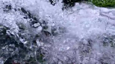 Yeşil alg Enteromorpha ile kaplı kayaların üzerinden hızlı akan temiz su akıntısı.