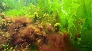 Makro algler, Karadeniz 'deki kayalıklardaki kırmızı alg seramium rubrum sualtı manzarası.