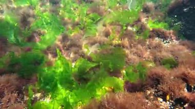Kıyıya yakın kayalıklarda yetişen ve suyu oksijenle dolduran kırmızı ve yeşil alglerin sualtı görüntüsü, Karadeniz