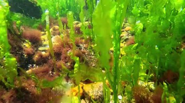 Karadeniz 'in Macroalgal florası, dipte yeşil alg Enteromorpha (Ulva) bağırsağı yetişir.
