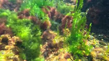Kıyıya yakın kayalıklarda yetişen ve suyu oksijenle dolduran kırmızı ve yeşil alglerin sualtı görüntüsü, Karadeniz