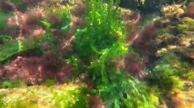 Karadeniz 'deki deniz tabanındaki güneş ışığı, yeşil ve kırmızı alglerin yansımaları.