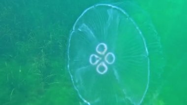 Ay denizanası Aurelia aurita denizanası kıyıya yakın sütunlarda yüzer.