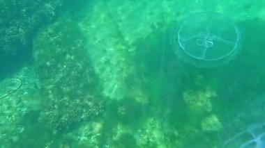 Ay denizanası Aurelia aurita denizanası kıyıya yakın sütunlarda yüzer.