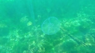 Ay denizanası Aurelia aurita denizanası kıyıya yakın sütunlarda yüzer.