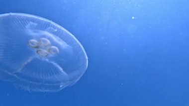 Ay denizanası Aurelia aurita denizanası kıyıya yakın sütunlarda yüzer.