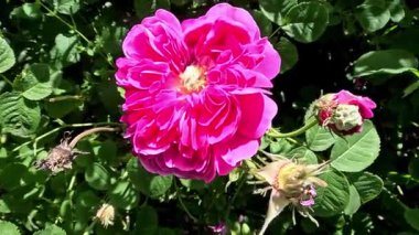 Bahçede pembe çay çiçeği, Ukrayna