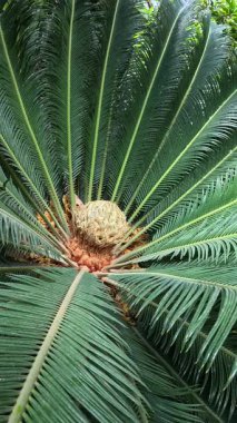 Erkek siklet bitkisinin Strobilus 'u Cycas revoluta Bahçedeki serada sarı polenler