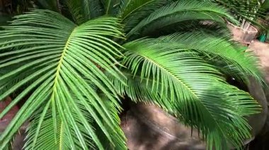 Cycad bitkisi, Ukrayna 'daki bahçe serasında sarı polen taşıyan ayaklanma.