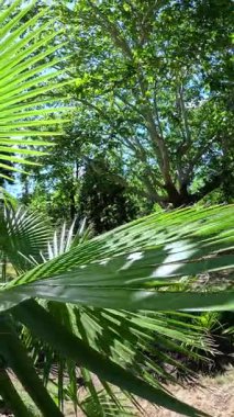 Yaprakların doğal deseni, gökyüzüne karşı yeşil palmiye yaprakları ve bahçede bitki örtüsü.