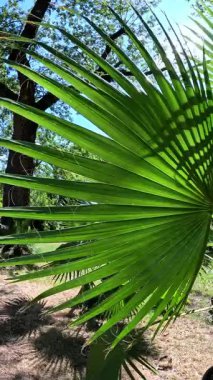 Yaprakların doğal deseni, gökyüzüne karşı yeşil palmiye yaprakları ve bahçede bitki örtüsü.
